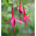 Fleurs de mon jardin 20