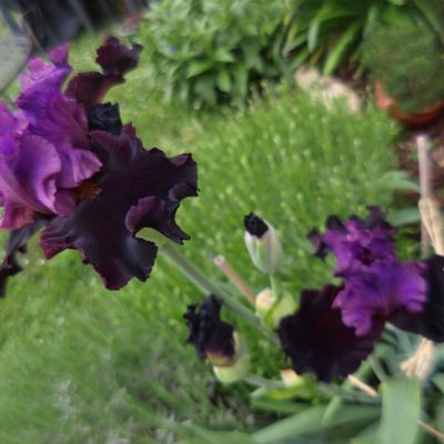 iris I'm Back ...superbe..