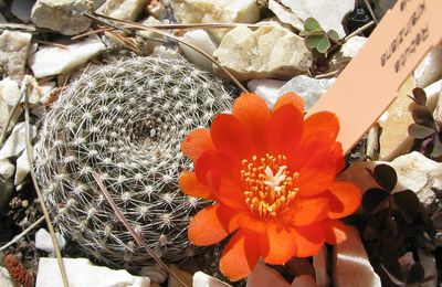 Rebutia krainziana