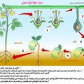 دورة حياة نبات زهري