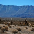 Au parque nacional de los cardones