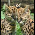 Bébés serval