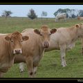 Petit troupeau de vaches Limousine ...