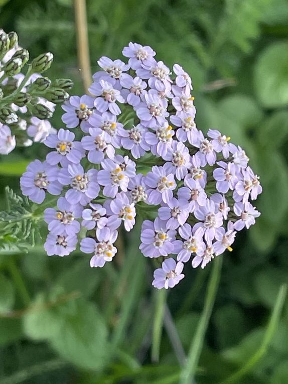 Mardi 14 octobre 2025 : j'ai fait découvrir cet Etang des Martailles (Martres d'Artière, 63430 Martres d'Artière) à Marike , nous en avons fait le tour , moi j'y viens souvent  mon diapo s'en suit , mes photos datent du 11 oct 2025