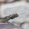 Ile de Rhodes: Reptiles