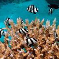La grande barrière de corail - Great barrier reef