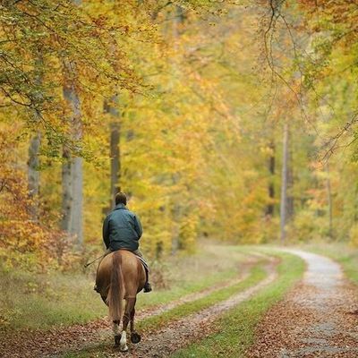 Le cheval et les changements de saisons : l'automne