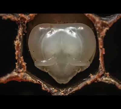 AU PAYS DE L'ABEILLE NOIRE, prochainement au cinéma à Vaugneray