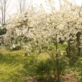 Mon jardin tout en fleurs