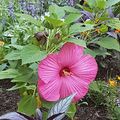 Quelques fleurs et bibliothèque personnelle