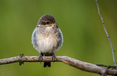 épicure Et Les épicuriens.