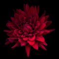 Chrysanthème