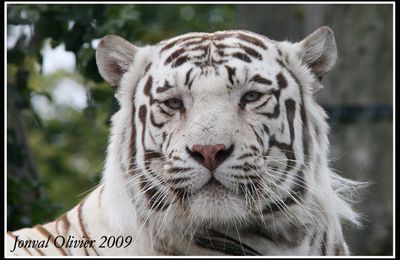 DECOUVREZ LE ZOO DE MAUBEUGE ( album 36 photos) >>>