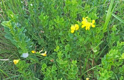 Une plante fourragère commune dans les prairies naturelles