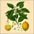 Herbier, les plantes qui soignent - Le Citron