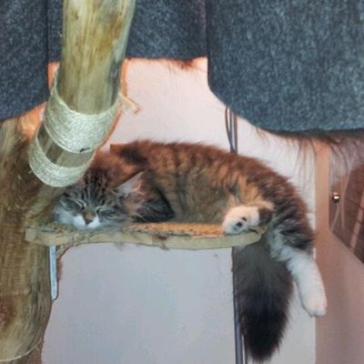 Irish des Monts Bourbons