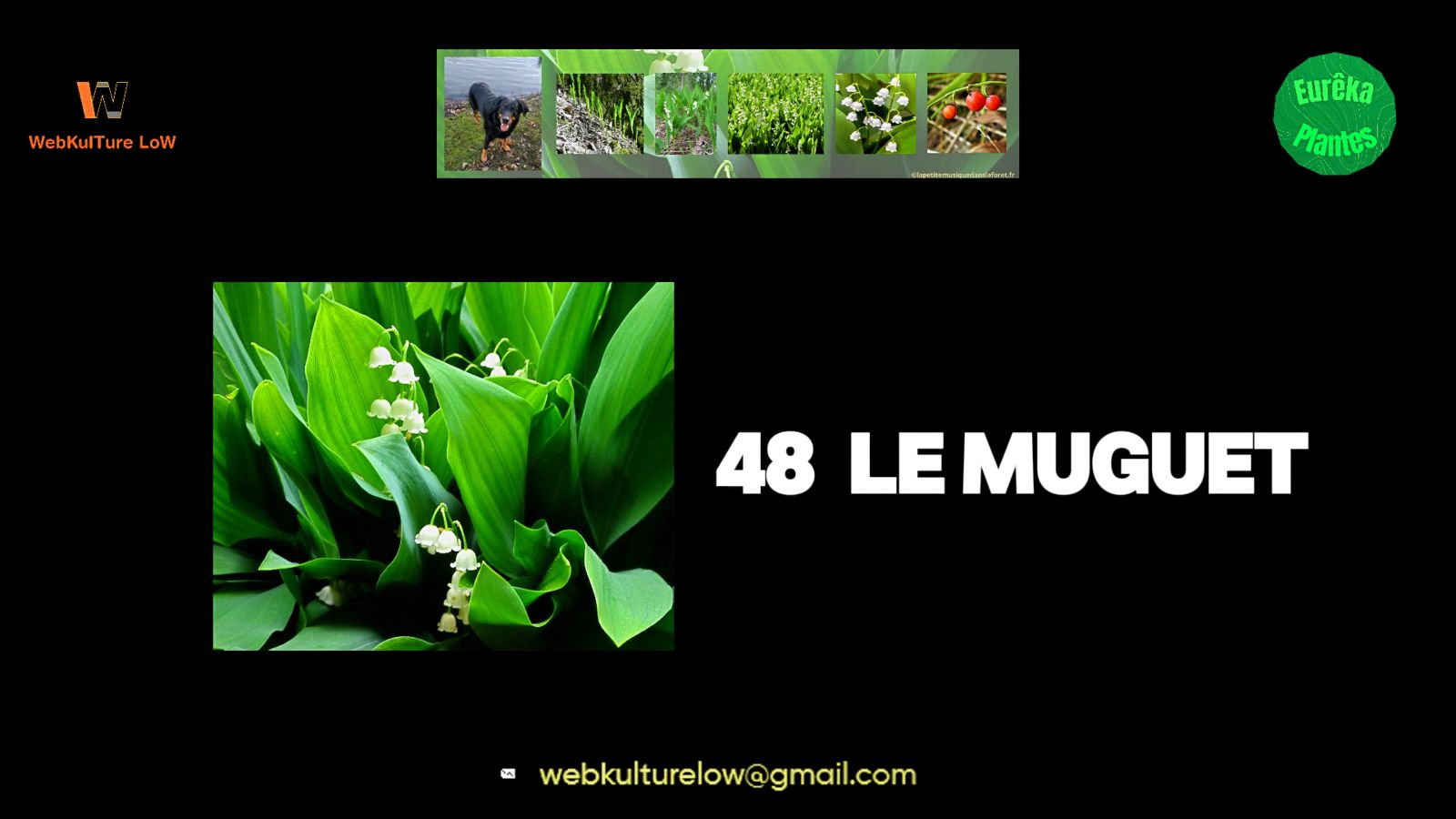 muguet, 1er mai, fête du travail