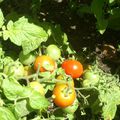 plein de varietes de tomates dans le jardin c est sympa