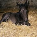 Nickie foal