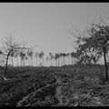 There used to have a forest here / Avant, il y avait une forêt à cet endroit