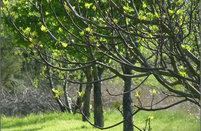 °°° Aujourd'hui, un doux dimanche, Juste quelques