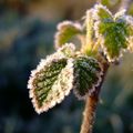 Entre givre et rosée