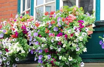 Le 2 juillet 1791 à Nogent-le-Rotrou : pas de pots de fleurs sur les fénêtres.