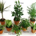 Purifiez votre air avec les plantes