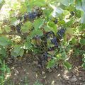 Vendanges amicales 