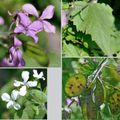 Lunaire annuelle (Brassicacées)