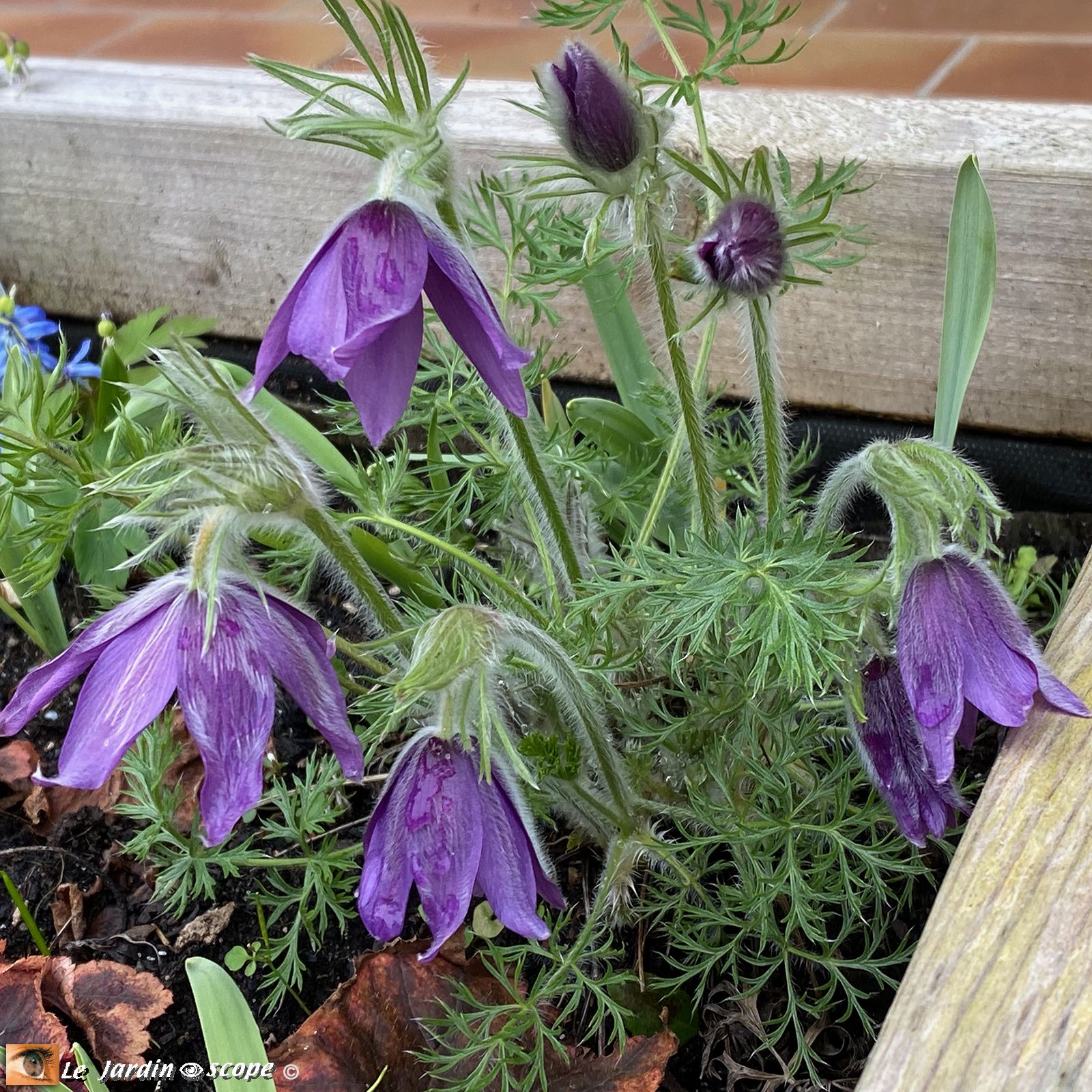 Anémone pulsatille • Pulsatilla vulgaris