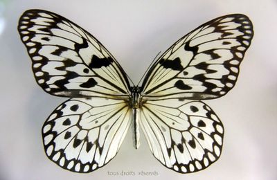 Hors Focale : Papillons Butterfly