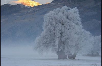 Les saints de glace