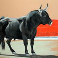 étalon Camargue/ bull stallion Camargue