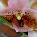 Orchidée à Aulnay sous Bois - 3