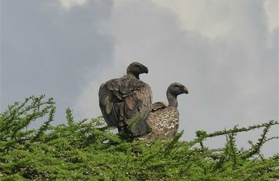 Oiseaux 7 - Afrique de l'Est