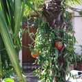Des tomates qui poussent sur un palmier.