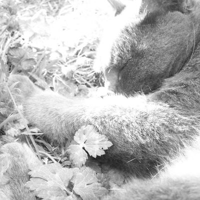 Never Can Say Goodbye