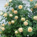 Roses anglaises