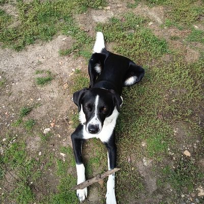 Aspirations élevées en liberté / Aurélie Pierru