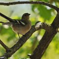 Les pinsons des arbres fréquentent nos jardins...