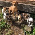 Chienne abandonnée avec ses 8 chiots attachée à une kaze inhabitée é àTrois Rivières 