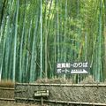 La forêt de bambous d'Arashiyama ...