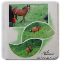 page suivante de l'album cheval