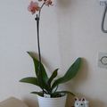 phalaenopsis