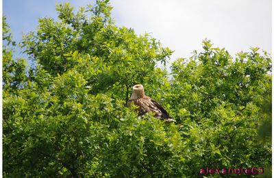 Un Aigle dans un arbre