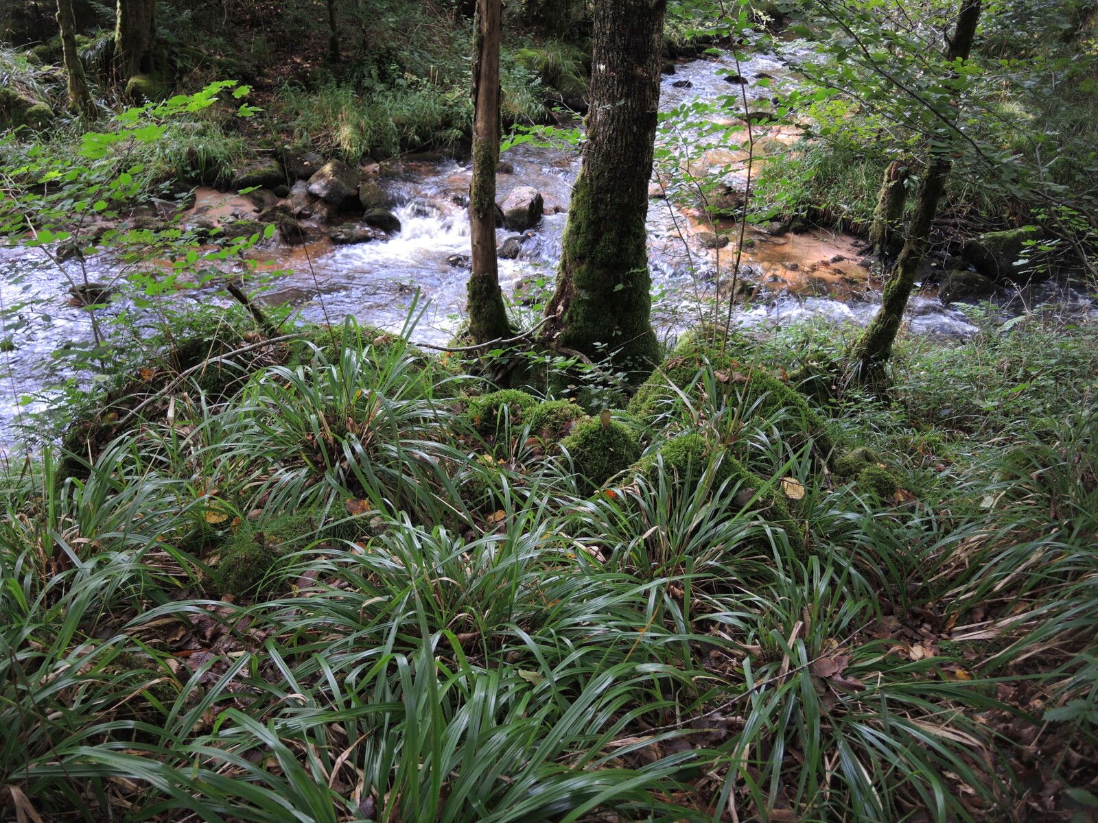Corancy, luzules des bois et rivières (58)