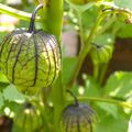 Tomatilles torpillées ?!?!