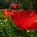 Une jolie photo de mes tulipes rien que pour vous