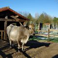 Une vache au PUY DU FOU 